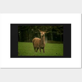 Roe deer Posters and Art